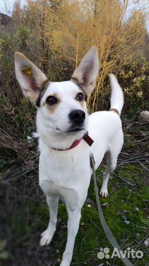 Необыкновенная Ласка в дар