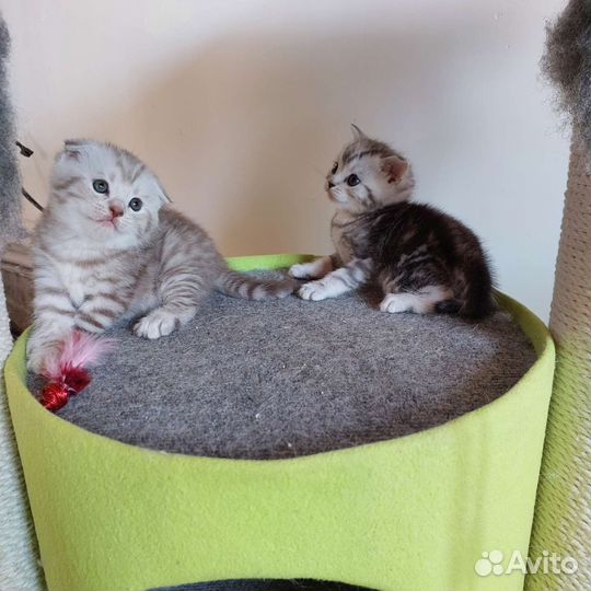 Шотландские котята
