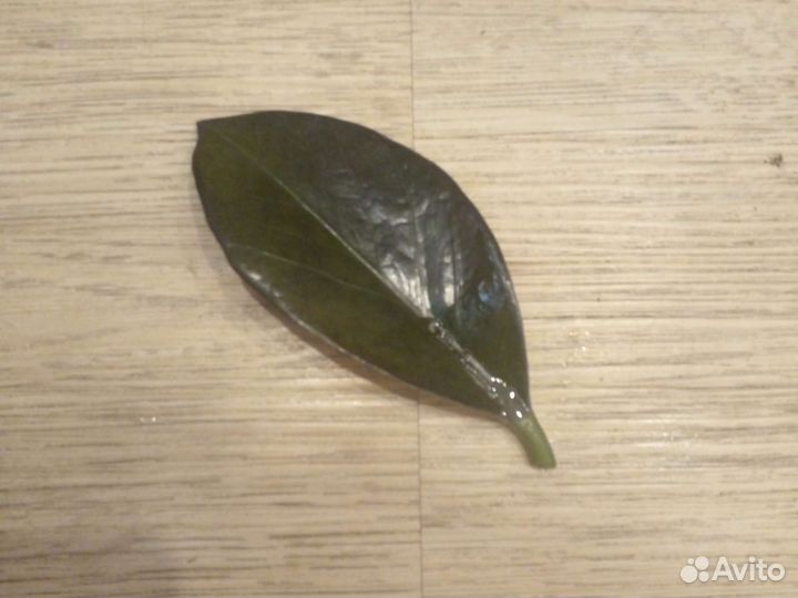 Замиокулькас супер нова черный