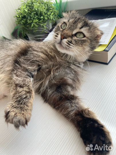 Кошки вислоухие