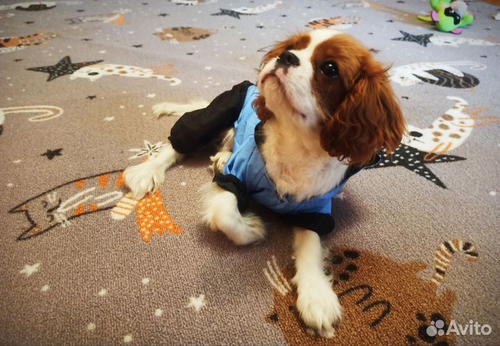 Дождевик для собак размер М