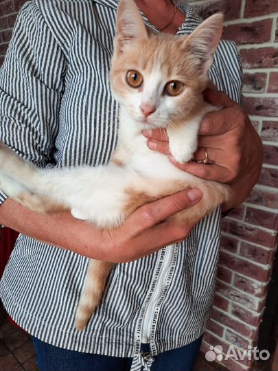 Рыжий котенок в добрые руки