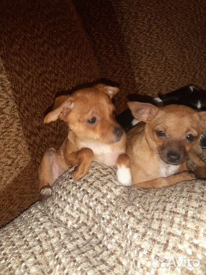 Мини той-терьер