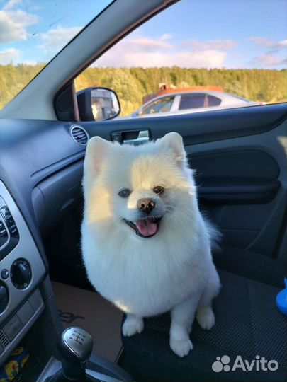 Немецкий шпиц вязка