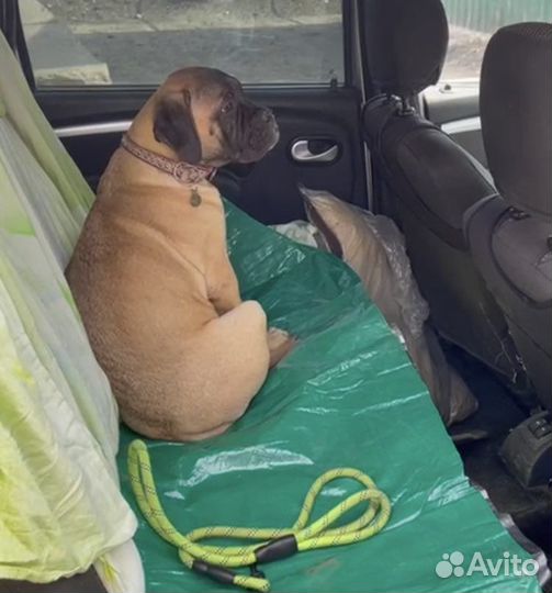 Доставка животных