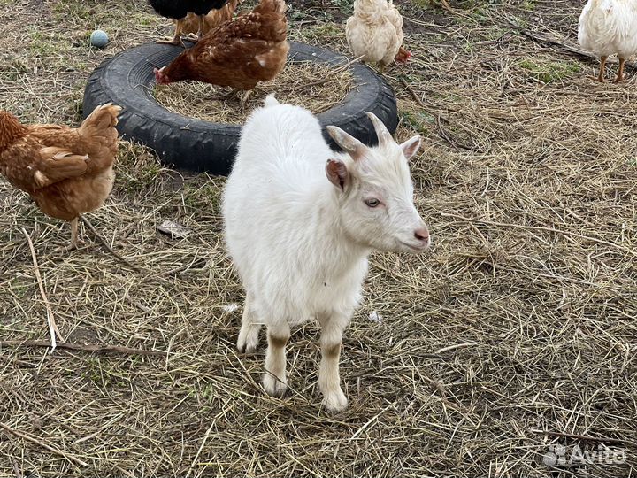 Козы дойные, козлы и козочки