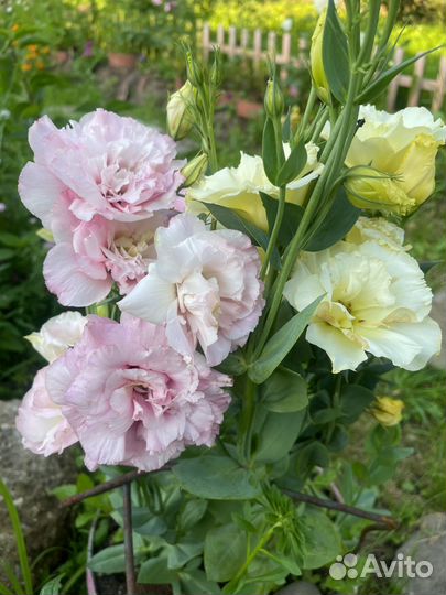 Рассада Эустомы на весну 2024 г