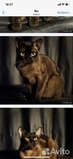 Котята европейской бурмы