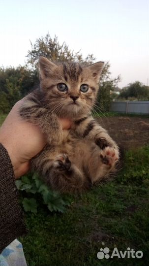 Кот в добрые руки