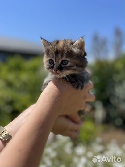 Котята кошка кот