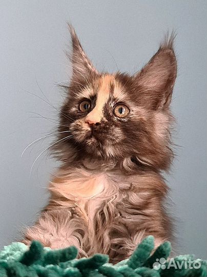 Красотка черепашка