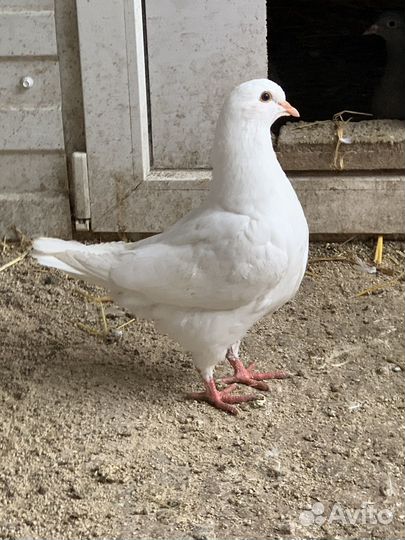 Продажа голубей