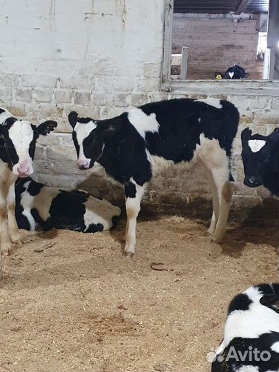 Бычки телята