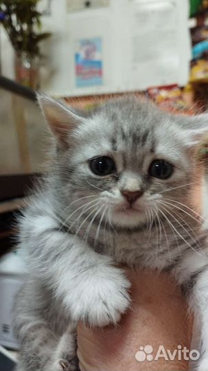 Котенок в дар