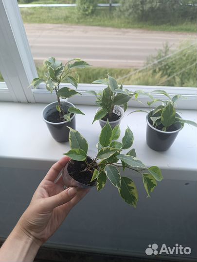 Комнатные цветы фикус бенджамина