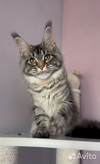 Мейн Кун девочка