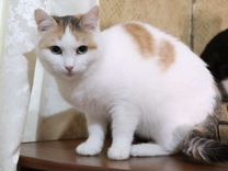 Японский бобтейл кошка