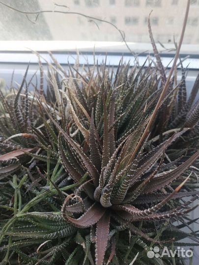 Кактус отростки отдам