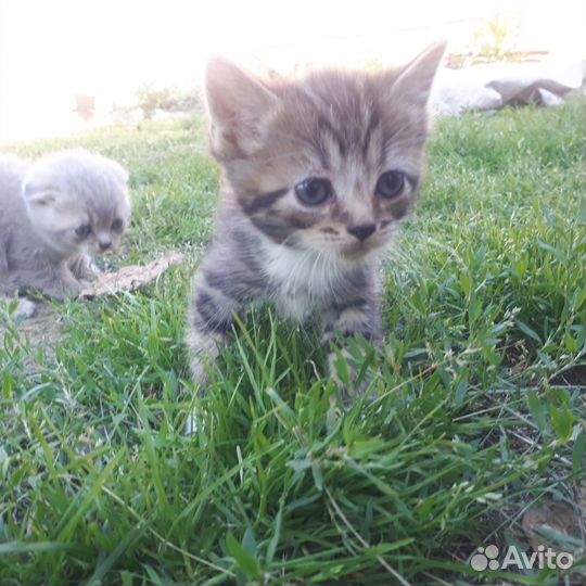 Котята ищут дом (Даром)