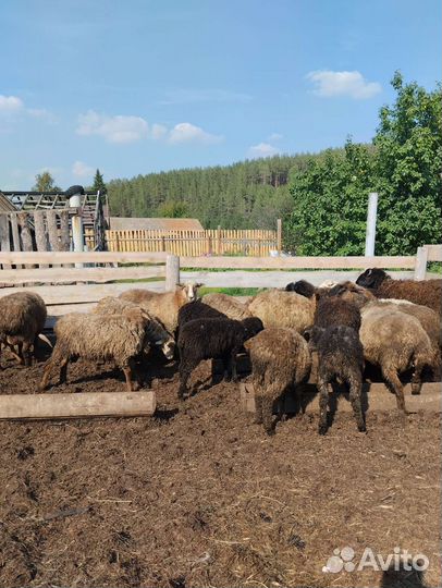 Курдючные бараны овцы