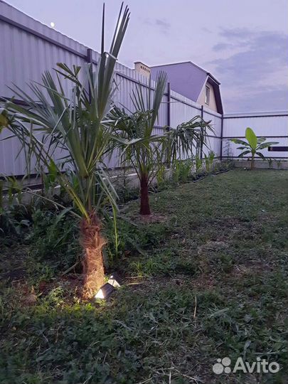 Саженец фисташки Киргизской, пальмы, фейхоа, агава