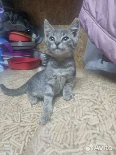 Котенок в дар