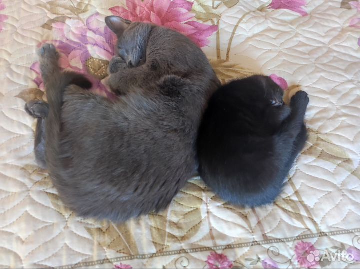 Чёрная пантера на удачу