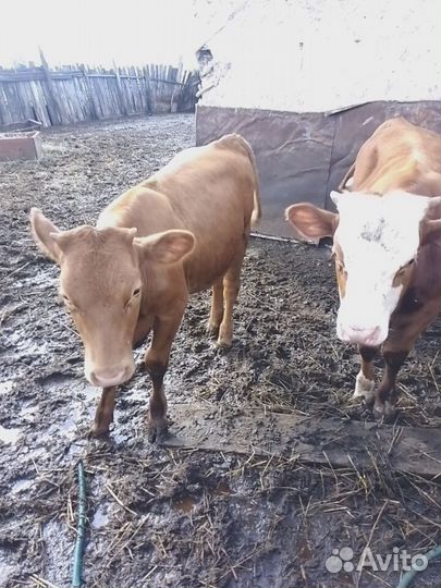 Домашние животные