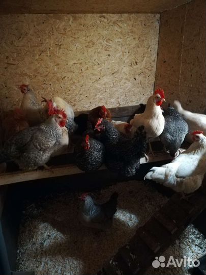 Домашние куриные яйца