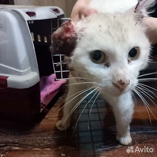 Потерялась кошка