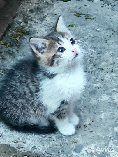 Котенок девочка в добрые руки