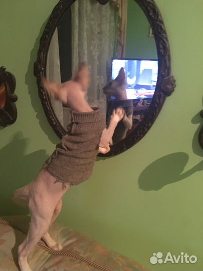 Девон-рекс вязка