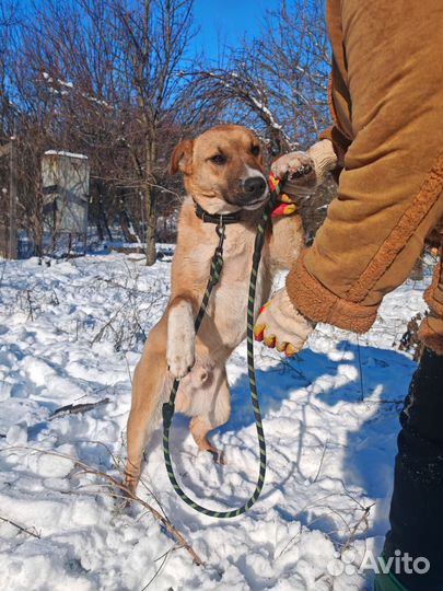 Отдам в добрые руки