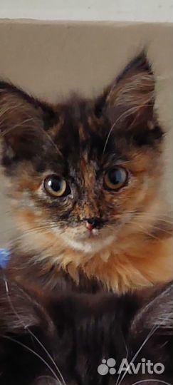 Кошка в дар