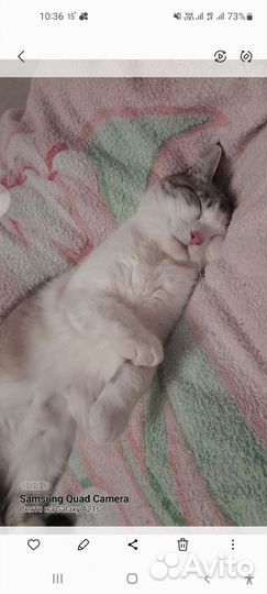 Кошка в добрые руки