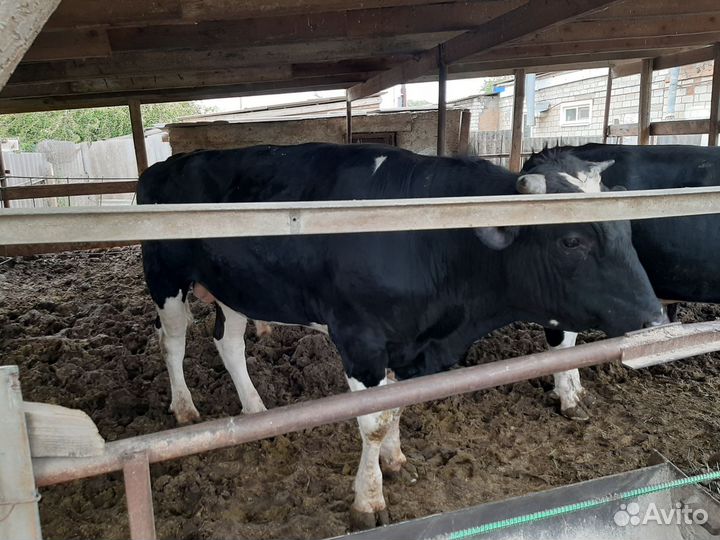 Быки на мясо