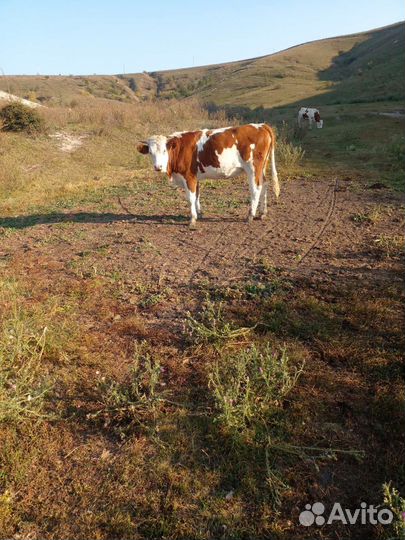 Корова, лошадь