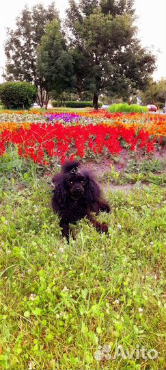 Девчули тойпуделя