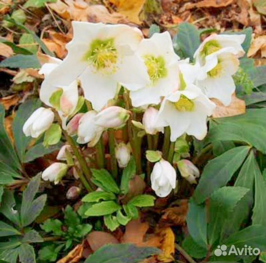 Морозник чёрный. Корневище