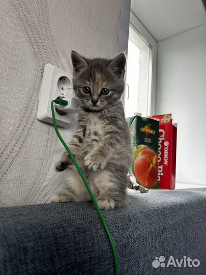 Кошечка дымчатая