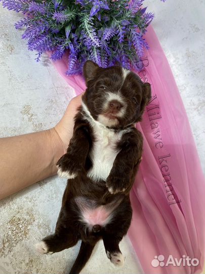 Шоколадный йорк девочка