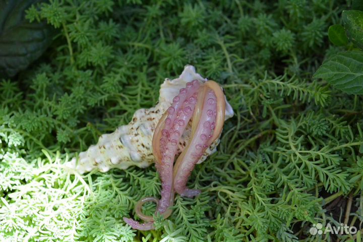 Сувенир ракушка осминог