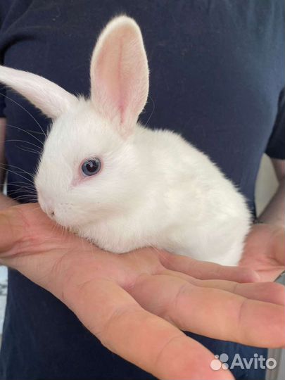 Декоративные кролики