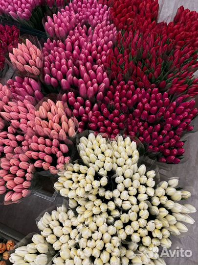 Тюльпаны к 8 марта розница