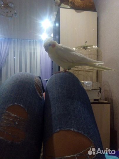 Продам пару попугаев корелл