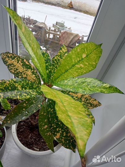 Кротоны,монстера