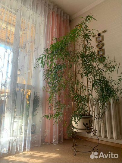 Аспарагус большой