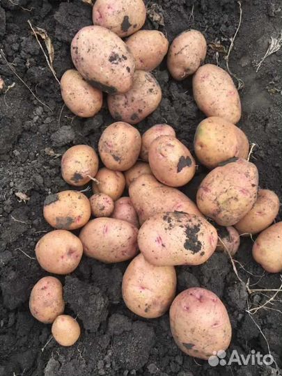 Продам картофель