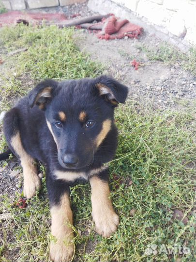 Щенки овчарки