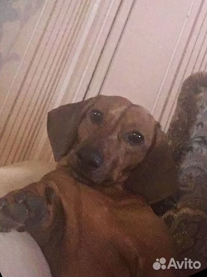 Такса вязка